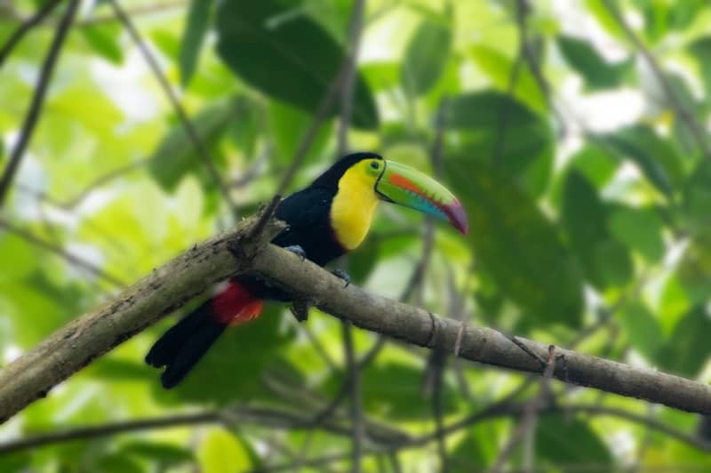 Photographie d'un toucan au Panama, en ligne sur Pixabay : https://pixabay.com/fr/photos/panama-for%c3%aat-tropicale-toucan-4953168/