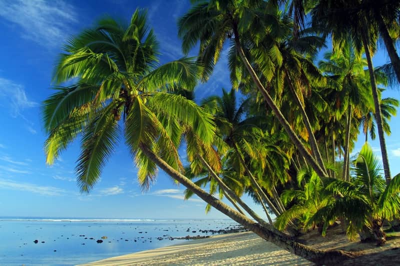 Photographie de palmiers aux îles Cook, en ligne sur Pixabay : https://pixabay.com/fr/photos/palmiers-plage-tropicale-tropical-3242342/