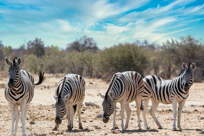 Croisire ferroviaire : Aventure en Namibie et en Afrique du Sud