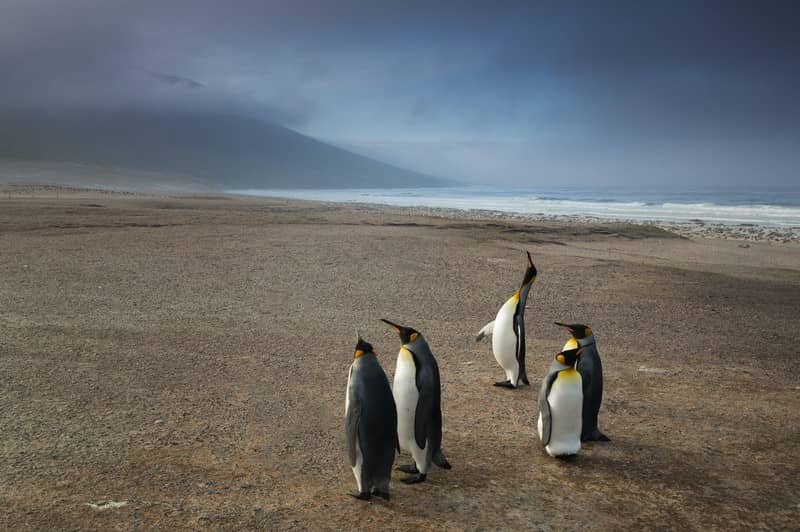 Expdition en Antarctique, aux les Malouines et en Gorgie du Sud
