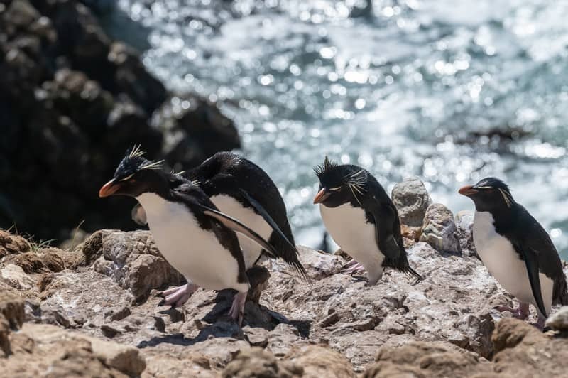 Expdition en Antarctique, aux les Malouines et en Gorgie du Sud