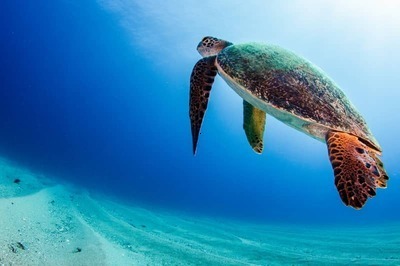 Croisire exclusive : Expdition aux Galapagos