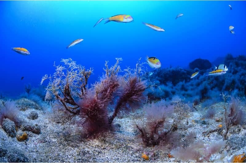 Horizons de la Macaronsie : Cap-Vert, Canaries et Madre