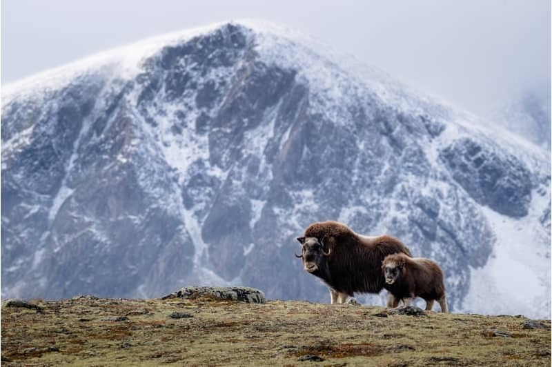 Le Passage du Nord Ouest : Au coeur du Haut-Arctique