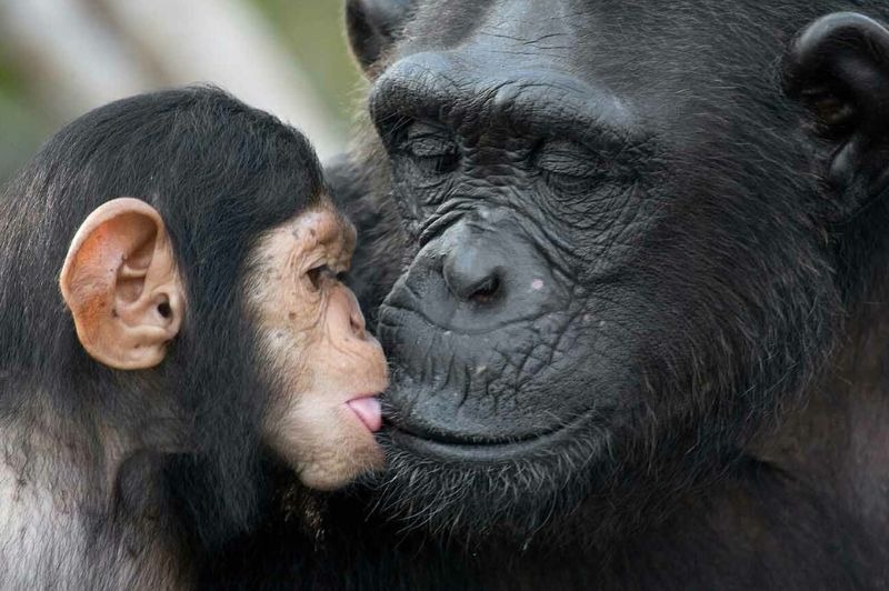 EMBARQUEMENT BRAZZAVILLE : Croisi�re Fleuve Congo