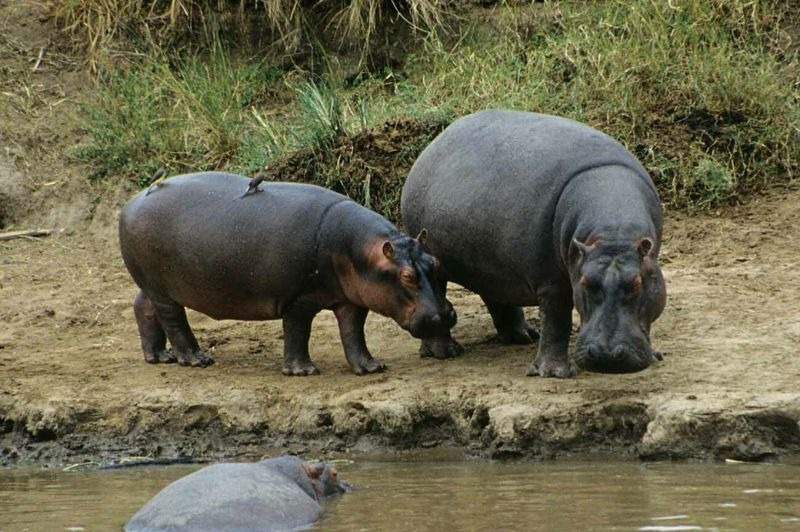 🇫🇷 Croisi�re Fleuve Congo