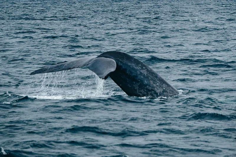 EMBARQUEMENT BRAZZAVILLE : Croisi�re Fleuve Congo