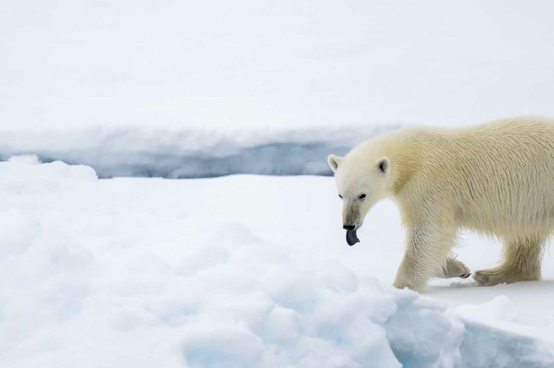 VOLS INCLUS : Spitzberg - � la recherche des ours dans la banquise