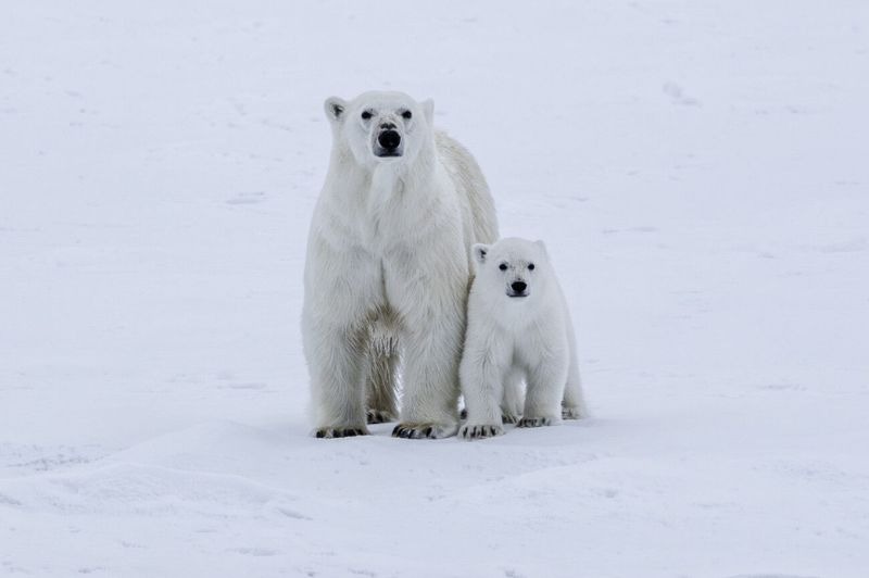 VOLS INCLUS : Groenland - Extr�me Nord-Est, entre Banquises & Icebergs