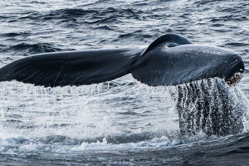 EMBARQUEMENT TROMSO : Orques & Aurores bor�ales