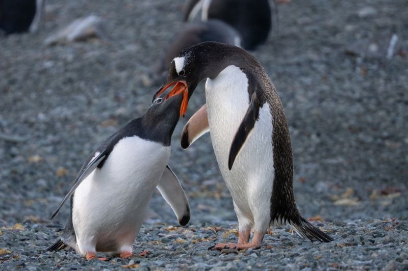 🇫🇷 Merveilles de l'Antarctique � Accompagnateur fran�ais