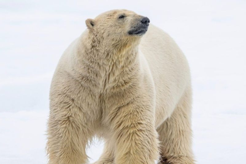 🇫🇷 Spitzberg / Svalbard - Au royaume de la banquise