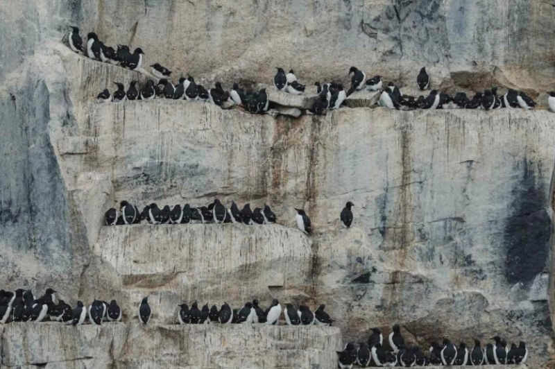 🇫🇷 Spitzberg / Svalbard - Au royaume de la banquise